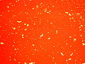 e5223860c1101ef5b48ae3dec0055eca.JPG